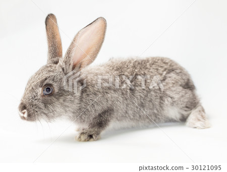 Rabbit Rabbit 30121095