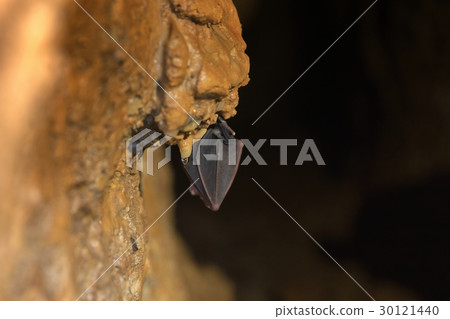 Bat sleeping in the cave Bat sleeping in the cave 30121440