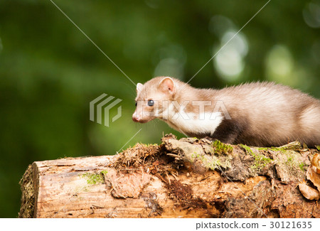 White breasted marten lying on the tree 30121635