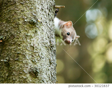 Stone marten be peeping out of tree - Martes foina 30121637