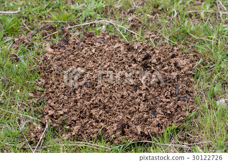 Dried cow shit on the green grass 30122726