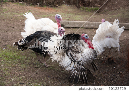 turkey male or gobbler in the village turkey male or gobbler in the village 30122729