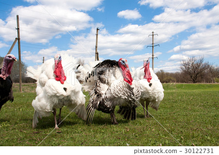 turkey male or gobbler in the village turkey male or gobbler in the village 30122731