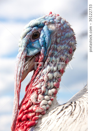 turkey male or gobbler closeup on the cloudy sky 30122733