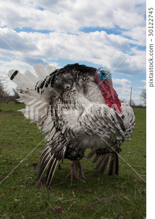 turkey male or gobbler closeup on the blue sky turkey male or gobbler closeup on the blue sky 30122745