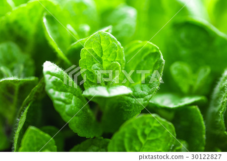 Fresh mint 30122827