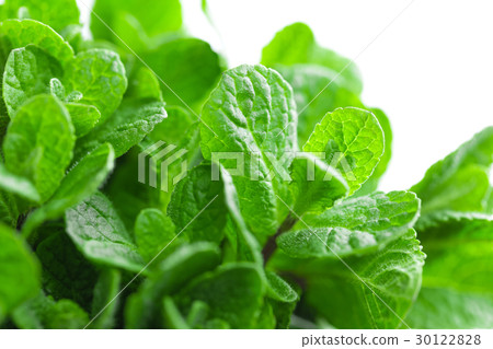 Fresh mint on white background closeup 30122828