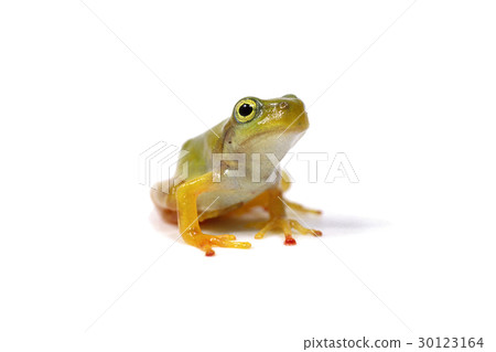 一隻青蛙 30123164