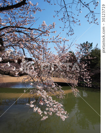 Nagoya castle · dandruff pond Nagoya castle · dandruff pond 30123719