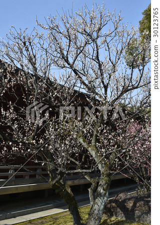 花園 花園 30123765