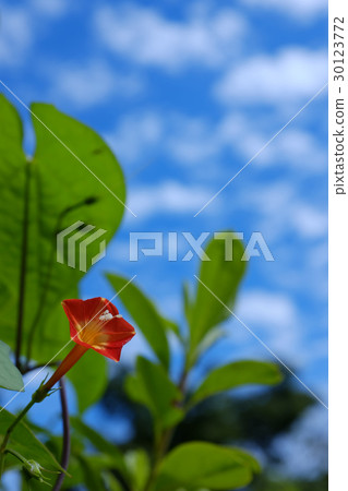 Marubuko sou 30123772