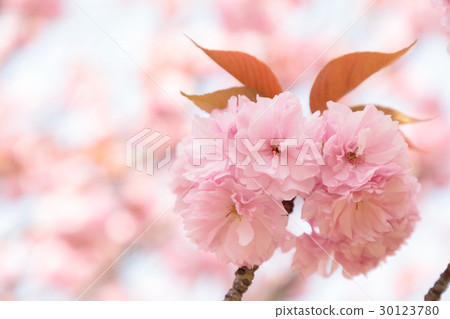 Double cherry blossoms Double cherry blossoms 30123780