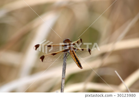 Bekko dragonfly 30123980