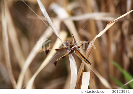 Bekko蜻蜓 Bekko蜻蜓 30123981