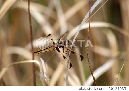 Bekko dragonfly 30123985