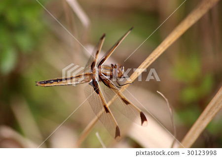 Bekko蜻蜓 30123998