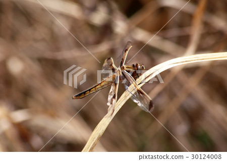 Bekko dragonfly 30124008