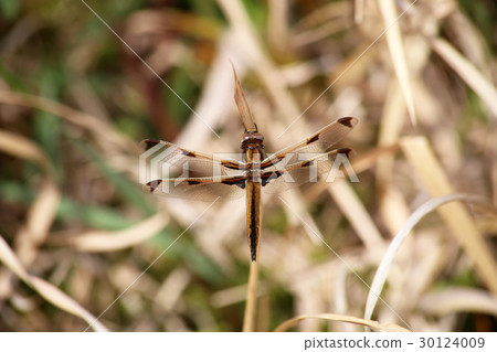 Bekko dragonfly 30124009