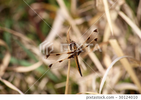 Bekko dragonfly 30124010