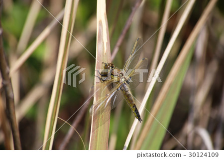 Yotsuboshitonbo Yotsuboshitonbo 30124109