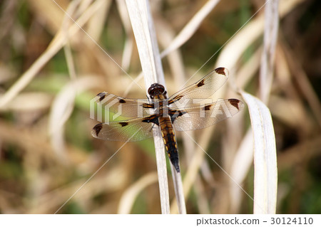 Bekko蜻蜓 30124110