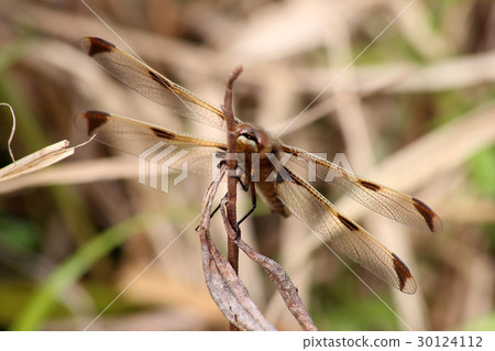 Bekko dragonfly 30124112