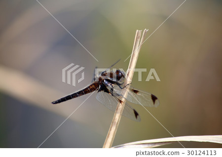 Bekko dragonfly 30124113