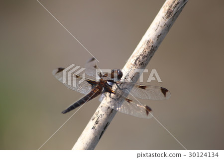Bekko dragonfly Bekko dragonfly 30124134