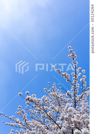 Cherry Blossoms	 30124264