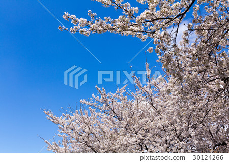Cherry Blossoms Cherry Blossoms 30124266