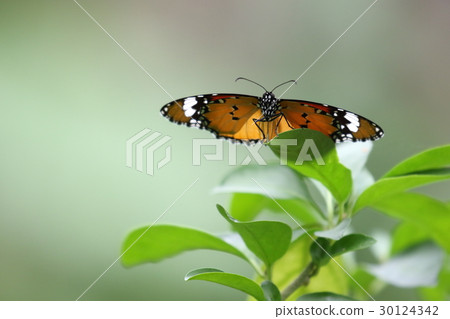 Creatures Insects Kabamadara, because they have poisons in the body so they fly slowly to this ... Creatures Insects Kabamadara, because they have poisons in the body so they fly slowly to this ... 30124342