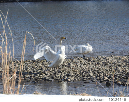 Flapping swan Flapping swan 30124346