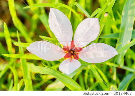 fallen white color flowers on grass in autumn fallen white color flowers on grass in autumn 30124402