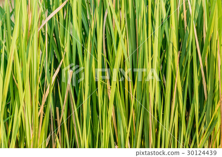 Close up Imperata cylindrica Beauv in nature Close up Imperata cylindrica Beauv in nature 30124439