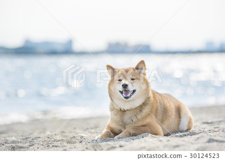 在海灘的Shiba Inu，海後面 30124523