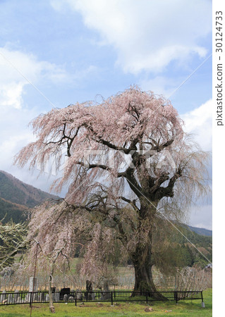 Azumino-shi Misato apple farm's drooping cherry tree 30124733