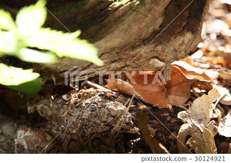 Munekao Ori (photographed at Shogakui Pass) 30124921