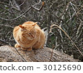 Cat living in the mountains 30125690