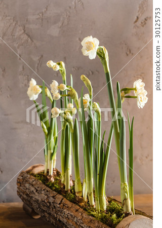 spring flowers 30125753