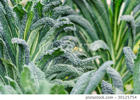kale in the field 30125754