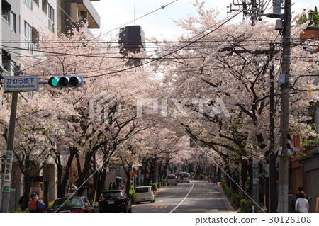 Kamurosaka Sakura Row Kamurosaka Sakura Row 30126108