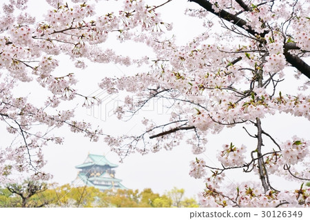 Cherry blossoms at Osaka Castle Park, (Sakura, Sakura) 30126349