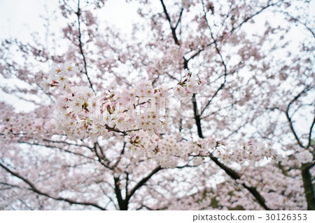 日本，春天，櫻花，（櫻花，櫻花），吉野櫻花 30126353