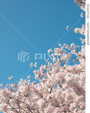 Sakura (Aichi prefecture Yamazaki River) 30126542