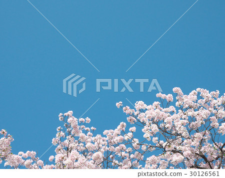 Sakura (Aichi prefecture Yamazaki River) 30126561