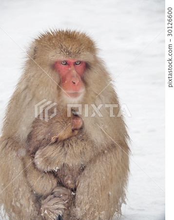 Mom with a baby of the snow monkeys. Mom with a baby of the snow monkeys. 30126600