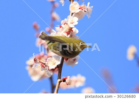 梅花和梅佐 30126680