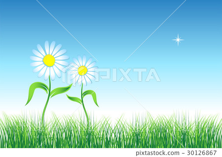 Camomile on green field Camomile on green field 30126867