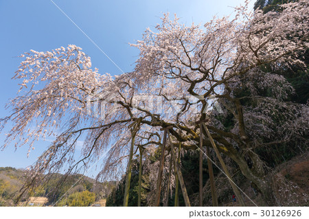Okuyamada branch cherry blossoms Aichi prefecture 30126926