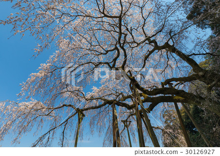 Okuyamada branch cherry blossoms Aichi prefecture 30126927